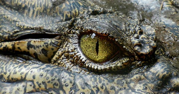 crocodiles in Dominican Republic, Lago Enriquillo